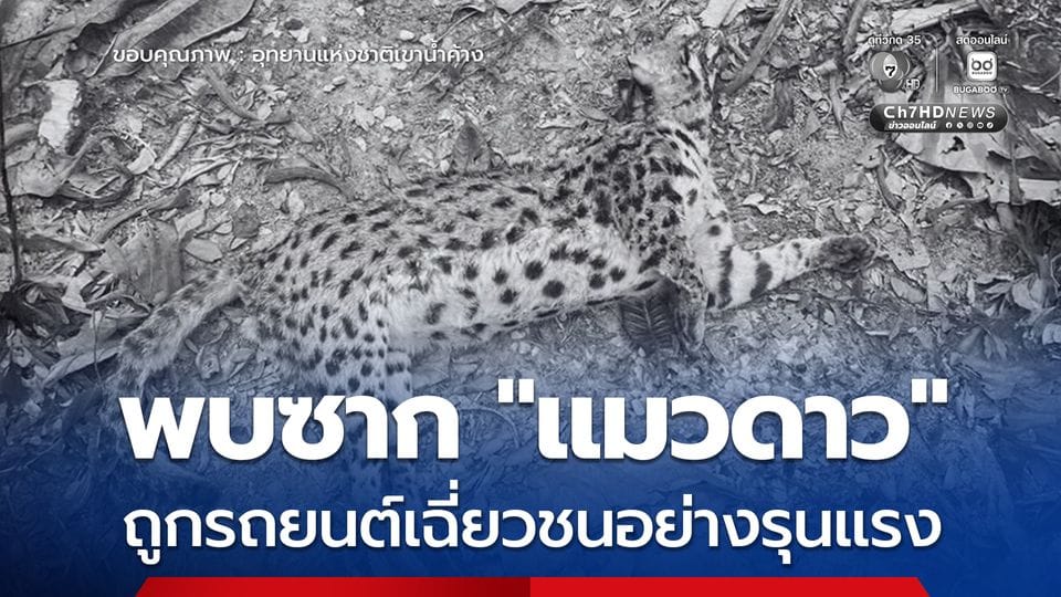 ใจสลาย! พบซาก "แมวดาว" สัตว์ป่าคุ้มครอง ถูกรถชนตาย สัญญาณเตือนถึงความเร่งด่วนในการอนุรักษ์