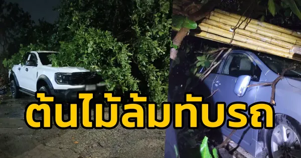 ระทึก! ต้นไม้ล้มกลางดึกซอยอ่อนนุช 25 ทับรถยนต์เสียหายหลายคัน เจ้าหน้าที่เร่งช่วยเหลือ